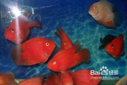 血鹦鹉鱼养护的注意事项（图）