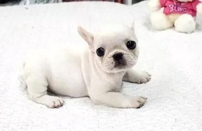 萌翻了，十种最受欢迎和可爱的幼犬小狗宝宝