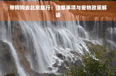带狗狗去北京旅行：注意事项与宠物政策解读