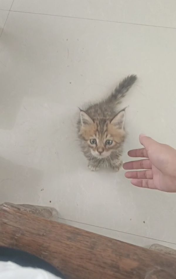 小长毛狸花猫领养