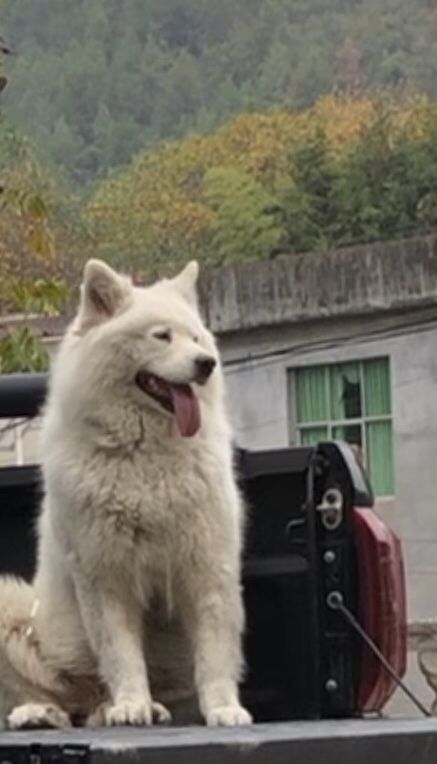 寻狗启示
