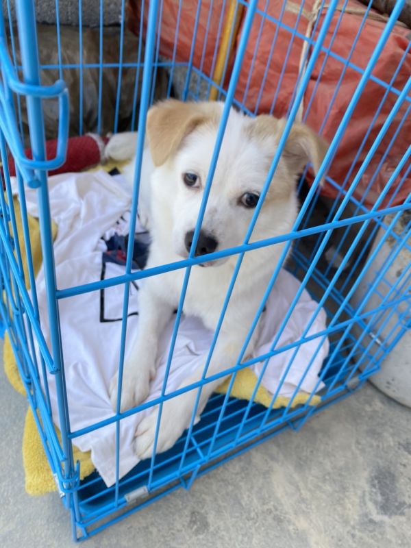 找领养人