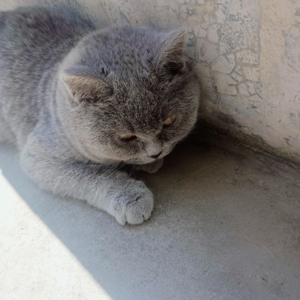 英短蓝猫找新家