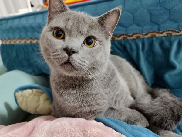 英短蓝猫，一岁，已绝育。