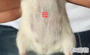 金丝熊发情期表现，怎么区分金丝熊怀孕和发情