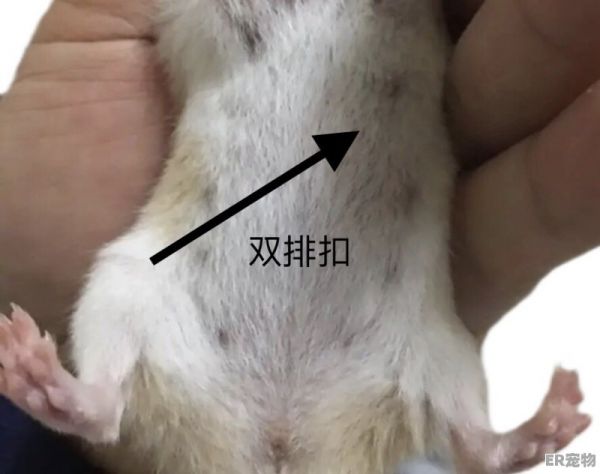 金丝熊发情期表现，怎么区分金丝熊怀孕和发情