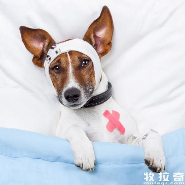 为狗狗定期做检查的重要性