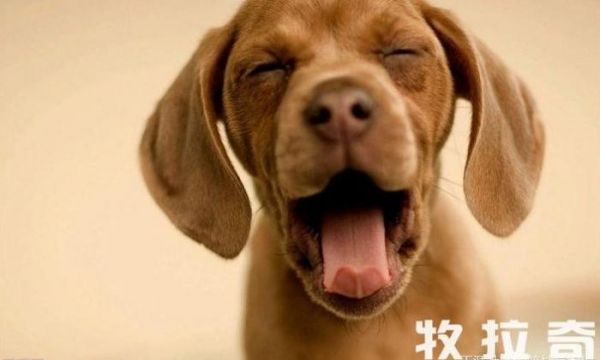 为狗狗定期做检查的重要性