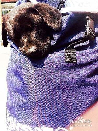 拉布拉多犬得忧郁焦虑症的治疗方案