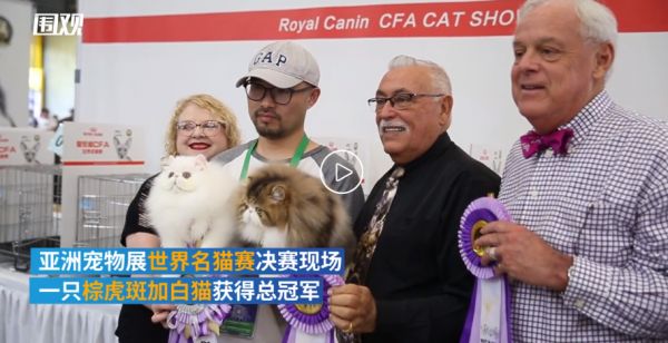 萌宠来袭!世界名猫汇聚上海参加选美大赛