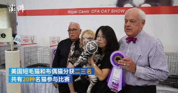 萌宠来袭!世界名猫汇聚上海参加选美大赛