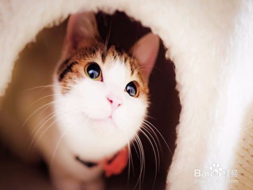 怎么理解陌生猫咪的叫声动作并和它沟通