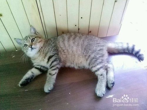 怎么理解陌生猫咪的叫声动作并和它沟通