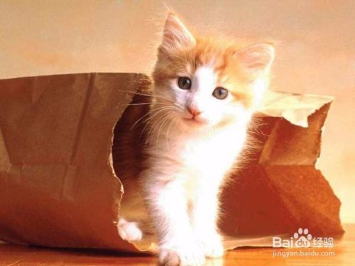 怎么理解陌生猫咪的叫声动作并和它沟通