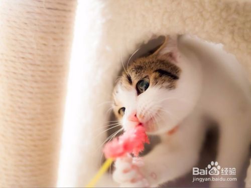 怎么理解陌生猫咪的叫声动作并和它沟通