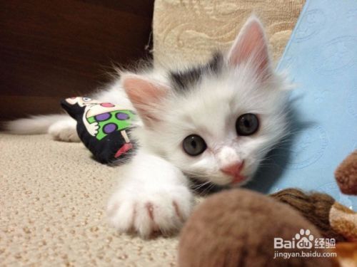 怎么理解陌生猫咪的叫声动作并和它沟通
