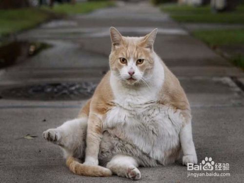 怎么理解陌生猫咪的叫声动作并和它沟通