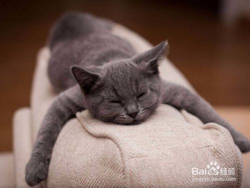 怎么理解陌生猫咪的叫声动作并和它沟通