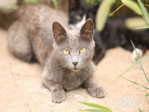 怎么理解陌生猫咪的叫声动作并和它沟通