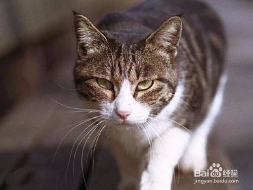 怎么理解陌生猫咪的叫声动作并和它沟通