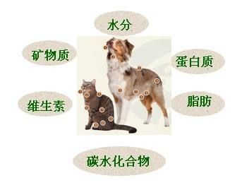 狗狗的营养需求
