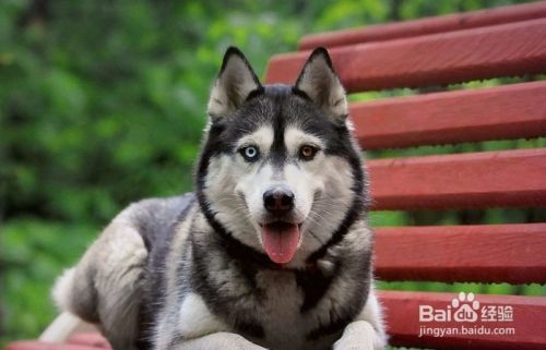家里的狗狗性格狂躁怎么办