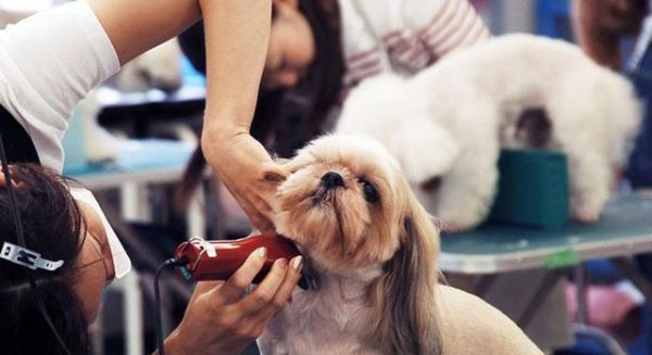 如何给你的宠物狗狗做美容？（掌握正确的美容技巧，让你的爱犬更健康、更美丽）