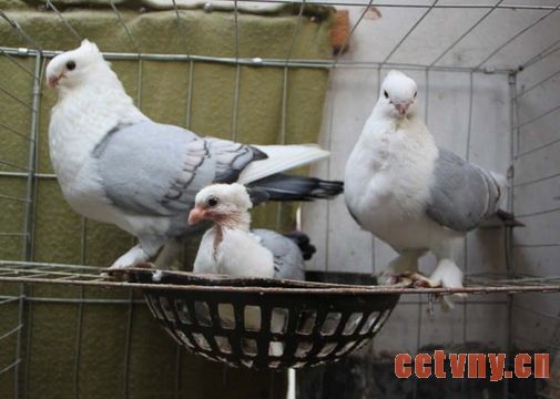 鸽子养殖频道概况