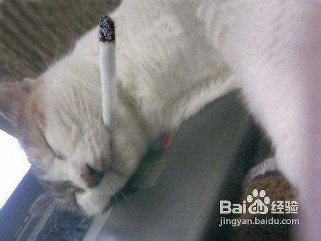 主人想与猫关系亲密要远离哪些行为