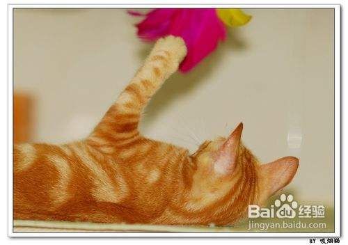 主人想与猫关系亲密要远离哪些行为