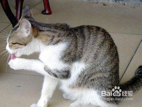 主人想与猫关系亲密要远离哪些行为
