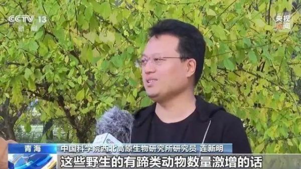 热搜：可可西里讨食狼越来越多 投喂行为引生态担忧