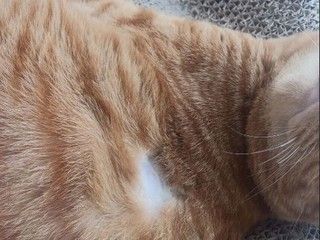 小懒猫