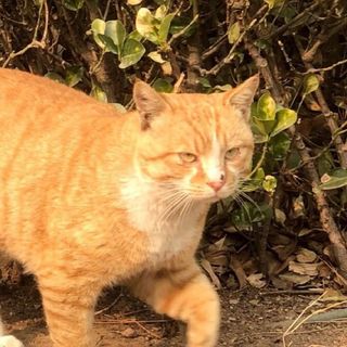 小懒猫