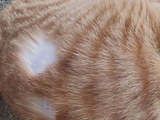 小懒猫