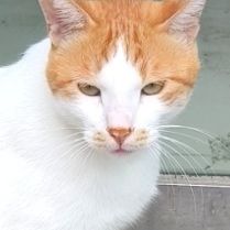 丑橘