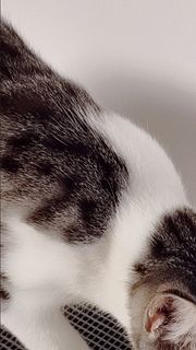 猫咪