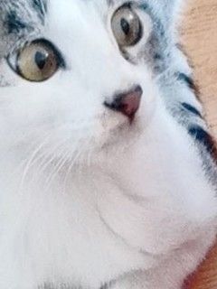 猫咪
