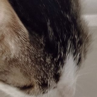 猫咪