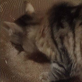 小黑的毛发