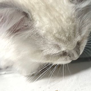 忧郁的小白