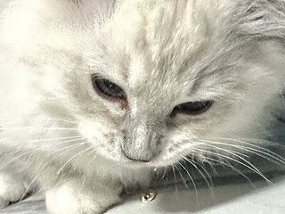 忧郁的小白