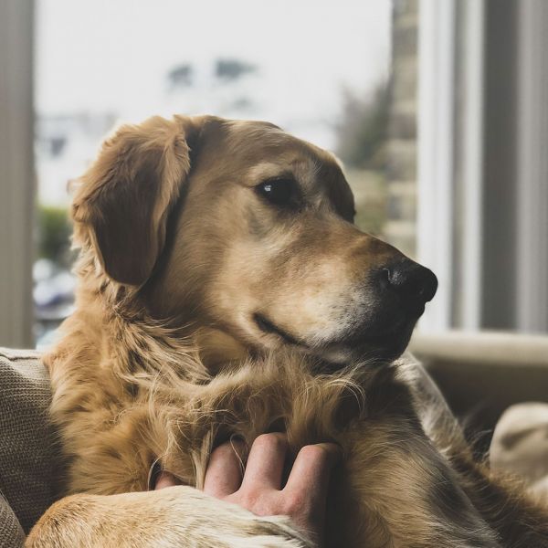 pet-pic-1
