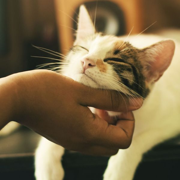 pet-pic-2