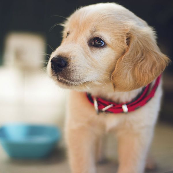 pet-pic-3