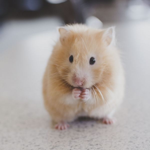 pet-pic-4