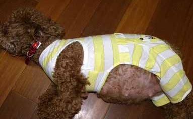 母犬分娩期如何护理？