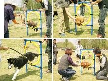 平度宠物训练 专业训犬超大场地 信誉保证，尽职尽责