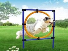 青岛莱西宠物训练学校 家庭狗狗行为纠正训犬基地 可接送 信誉好，欢迎来询