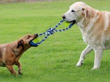 青岛宠物训练 专业训犬超大场地 服务规范,高效率
